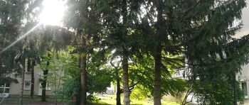 Urejamo mestno drevje Urejamo mestno drevje