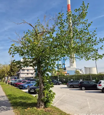 Skrbimo za mestno drevje