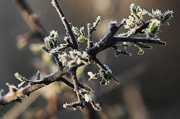 Pozeba – občine začele s potrebnimi postopki za prijavo škode