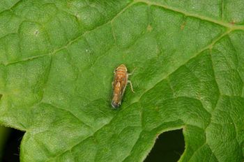 Obvestilo o obveznem zatiranju ameriškega škržatka zaradi preprečevanja širjenja zlate trsne rumenice