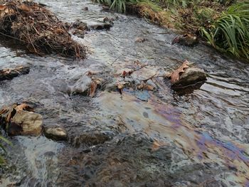 Onesnaženje Vrtojbice - v potok odtekla manjša količina jedilnega olja