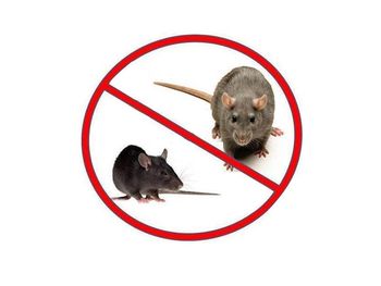 Obvestilo o deratizaciji na javnem kanalizacijskem omrežju