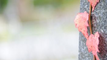 Sočutna točka enkrat mesečno tudi v Šempetru