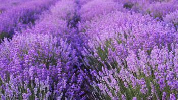 Sivka - gojenje in uporaba