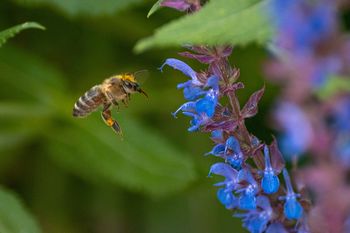 Pomen čebel za človeka in naravo