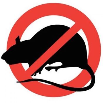 Jesenska deratizacija javnega kanalizacijskega omrežja