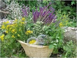 SPOZNAVANJE ZDRAVILNIH RASTLIN IN ZELIŠČ S FANIKO BURJAN