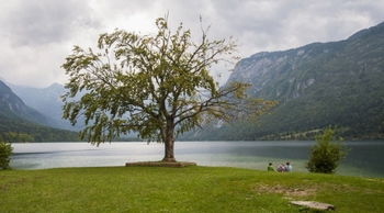 Zeleni vikend v Bohinju