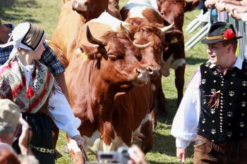 Tradicionalni Kravji bal v Bohinju Tradicionalni Kravji bal v Bohinju