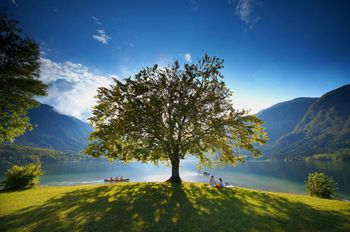 Usoda bohinjske bukve Usoda bohinjske bukve