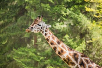 Svetovni dan žiraf praznujejo tudi v ZOO Ljubljana