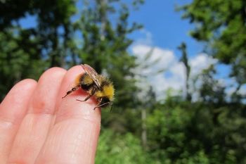 Opraševalci, neprecenljivi sodelavci - OKROGLA MIZA