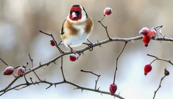 FEBRUARJA V DOLENJSKIH TOPLICAH