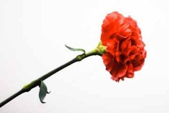 Mednarodni dan žensk: Ulična akcija – obdaritev Jeseničank z majhno pozornostjo