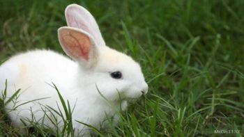 Otroška igrica Zajček išče mamo