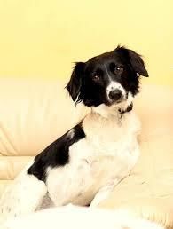 TERAPEVTSKE URICE S KUŽKOM