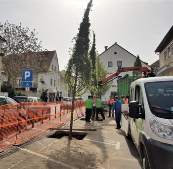 Zasadili smo nova drevesa