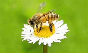 Ustvarjalna čebelarska delavnica