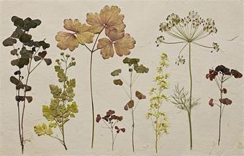 Ustvarjalna delavnica: Herbarij - izdelajmo si knjigo rastlin - I. del