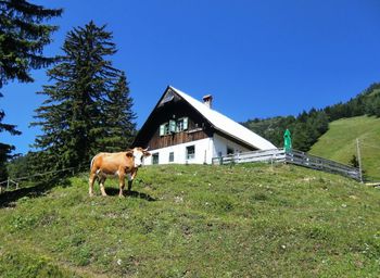 Pohod in srečanje na Hruščanski planini