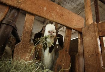 POLETNE AKTIVNOSTI - Kmetija Kastelic