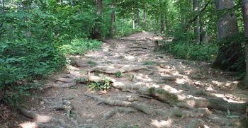 Urejamo za vas: pot ob Gozdarskem inštitutu na Rožnik