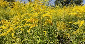 Zdaj je skrajni čas za odstranitev invazivne orjaške in kanadske zlate rozge