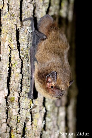 Mednarodna noč netopirjev 2019