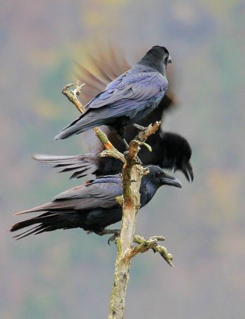 Razstava o ustvarjalnem opusu Andreja Tavčarja (1947-2018): HODIL PO SVOJIH SEM POTEH