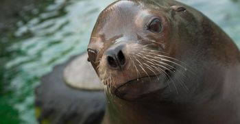 V ZOO Ljubljana smo obnovili bazen za morske leve