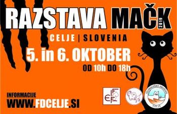 Mednarodna razstava mačk 2019