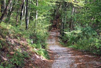 16. Tedenski tek Vegan.si - Rožnik