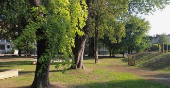 Izberimo Drevo leta 2019