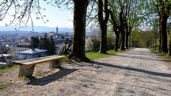 Začetek urejanja Kettejevega drevoreda