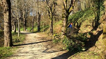 Začetek posegov na vegetaciji v Kettejevem drevoredu