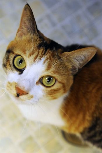 Veliki dobrodelni koncert za mačjo hišo