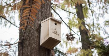 Na kaj moramo biti pozorni pri hranjenju ptic?