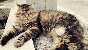 Uspešna akcija sofinanciranja sterilizacije in kastracije lastniških mačk