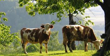 Na pragu našega mesta deluje 822 kmetij