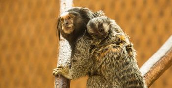 Družinsko življenje v Živalskem vrtu Ljubljana