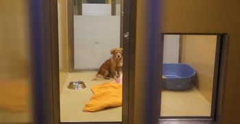 Zavetišče za zapuščene živali Ljubljana tudi med epidemijo opravlja svoje poslanstvo