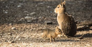 V živalskem vrtu Ljubljana pozdravljamo nove mladičke