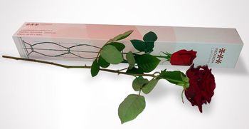 Plečnikova cvetličarna ponovno odpira svoja vrata