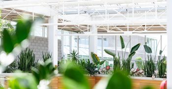 VIDEO: Bodite pozorni, kaj kupujete v vrtnih centrih