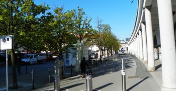 Nova drevesa za še bolj zeleno Ljubljano