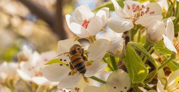 Virtualni API delavnici: krepitev imunskega sistema in priprava spomladanske malice