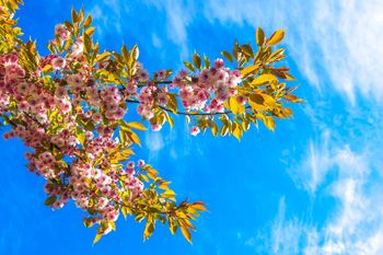 Vabilo k sodelovanju v akciji "Najlepša cvetlična zasaditev v občini Jesenice"