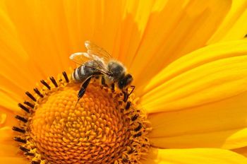 Prihodnjo sredo tretji svetovni dan čebel - "Angažiraj se za čebele"