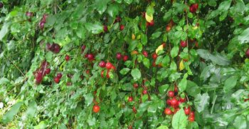 Osvežilen štrboncljev zmešanček za zajtrk