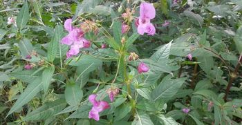 Akcija odstranjevanja tujerodnih rastlin